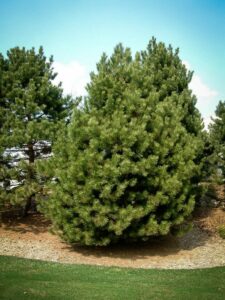 Сосна Чёрная (Pinus Nigra) купить по цене от 270.00р. в интернет-магазине «Посадика» с доставкой почтой в в Элистае и по всей России – [изображение №1].