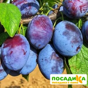 Слива Чачакская ранняя купить по цене от 229.00р. в интернет-магазине «Посадика» с доставкой почтой в в Элистае и по всей России – [изображение №1].