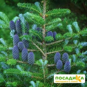 Пихта корейская (Abies koreana) купить по цене от 450.00р. в интернет-магазине «Посадика» с доставкой почтой в в Элистае и по всей России – [изображение №1].