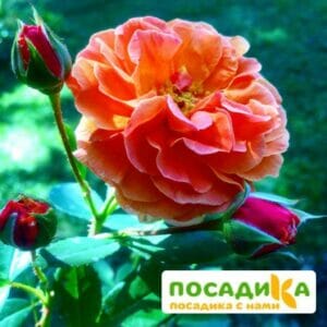 Роза Арабия купить по цене от 350.00р. в интернет-магазине «Посадика» с доставкой почтой в в Элистае и по всей России – [изображение №1].