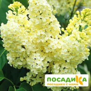 Сирень Примроуз (Primrose) купить по цене от 529.00р. в интернет-магазине «Посадика» с доставкой почтой в в Элистае и по всей России – [изображение №1].