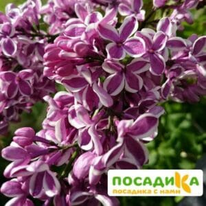 Сирень Сенсация купить по цене от 529.00р. в интернет-магазине «Посадика» с доставкой почтой в в Элистае и по всей России – [изображение №1].