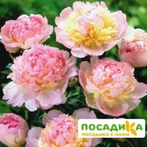 Пион Распберри Сандей (Paeonia Raspberry Sundae) купить по цене от 959р. в интернет-магазине «Посадика» с доставкой почтой в в Элистае и по всей России – [изображение №1].