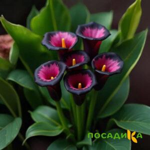 Калла Аура Лейс купить по цене от 400р. в интернет-магазине «Посадика» с доставкой почтой в в Элистае и по всей России – [изображение №1].