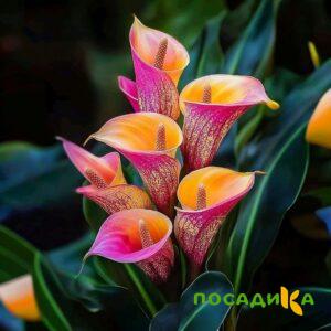 Калла Оникс купить по цене от 450р. в интернет-магазине «Посадика» с доставкой почтой в в Элистае и по всей России – [изображение №1].