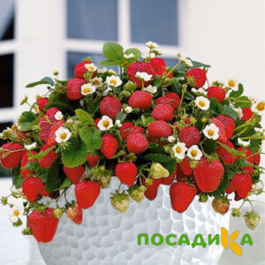 Клубника Рубиновый Шепот (горшечная) купить по цене от 240р. в интернет-магазине «Посадика» с доставкой почтой в в Элистае и по всей России – [изображение №1].