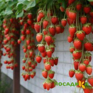 Клубника вьющаяся Комплимент купить по цене от 470р. в интернет-магазине «Посадика» с доставкой почтой в в Элистае и по всей России – [изображение №1].