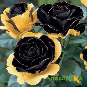 Роза Ханни Сикл купить по цене от 700р. в интернет-магазине «Посадика» с доставкой почтой в в Элистае и по всей России – [изображение №1].
