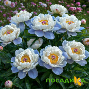 Пион акварельный Этюд купить по цене от 806р. в интернет-магазине «Посадика» с доставкой почтой в в Элистае и по всей России – [изображение №1].