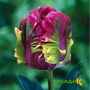 Тюльпан Экзотик Хэвен купить по цене от 186р. в интернет-магазине «Посадика» с доставкой почтой в в Элистае и по всей России – [изображение №1].