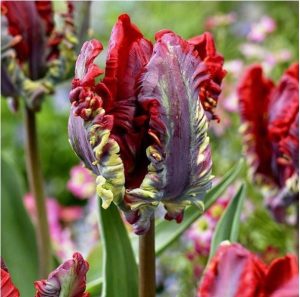 Тюльпан Рококо купить по цене от 350р. в интернет-магазине «Посадика» с доставкой почтой в в Элистае и по всей России – [изображение №1].