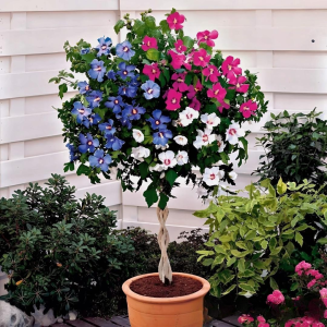 Гибискус-Дерево Триколор купить по цене от 289р. в интернет-магазине «Посадика» с доставкой почтой в в Элистае и по всей России – [изображение №1].