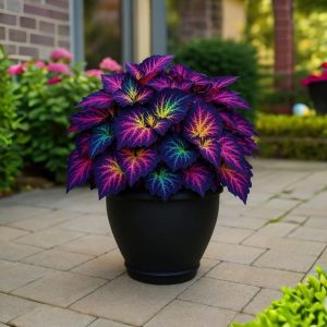 Хоста Фрости Блю купить по цене от 389р. в интернет-магазине «Посадика» с доставкой почтой в в Элистае и по всей России – [изображение №1].