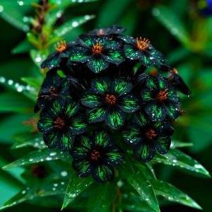 Флокс Ривьера купить по цене от 299р. в интернет-магазине «Посадика» с доставкой почтой в в Элистае и по всей России – [изображение №1].