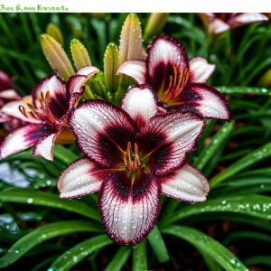 Лилейник Крим Сикл купить по цене от 799р. в интернет-магазине «Посадика» с доставкой почтой в в Элистае и по всей России – [изображение №1].