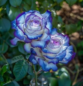 Роза Пэтолз Хоуп купить по цене от 333р. в интернет-магазине «Посадика» с доставкой почтой в в Элистае и по всей России – [изображение №1].