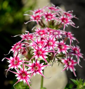 Флокс Метельчатый Путь купить по цене от 456р. в интернет-магазине «Посадика» с доставкой почтой в в Элистае и по всей России – [изображение №1].