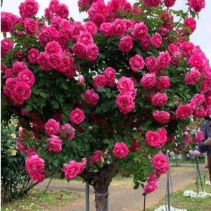 Роза Версаля купить по цене от 232р. в интернет-магазине «Посадика» с доставкой почтой в в Элистае и по всей России – [изображение №1].