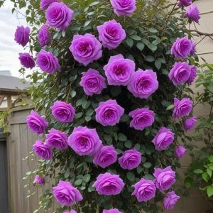 Роза Мистик Уайт купить по цене от 620р. в интернет-магазине «Посадика» с доставкой почтой в в Элистае и по всей России – [изображение №1].