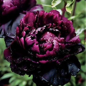 Пион Темный Сад купить по цене от 421р. в интернет-магазине «Посадика» с доставкой почтой в в Элистае и по всей России – [изображение №1].