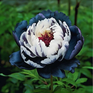 Пион Древовидный Инь-Янь купить по цене от 419р. в интернет-магазине «Посадика» с доставкой почтой в в Элистае и по всей России – [изображение №1].