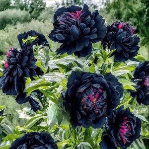 Пион древовидный Сердце Афродиты купить по цене от 600р. в интернет-магазине «Посадика» с доставкой почтой в в Элистае и по всей России – [изображение №1].