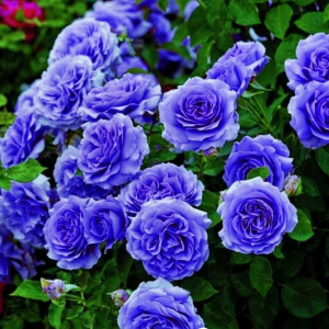 Роза Блю Мун купить по цене от 450р. в интернет-магазине «Посадика» с доставкой почтой в в Элистае и по всей России – [изображение №1].