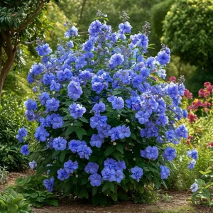 Гибискус Сансет Блоссом купить по цене от 248р. в интернет-магазине «Посадика» с доставкой почтой в в Элистае и по всей России – [изображение №1].