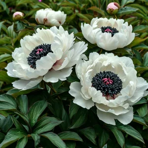 Пион Инк Эн купить по цене от 429р. в интернет-магазине «Посадика» с доставкой почтой в в Элистае и по всей России – [изображение №1].