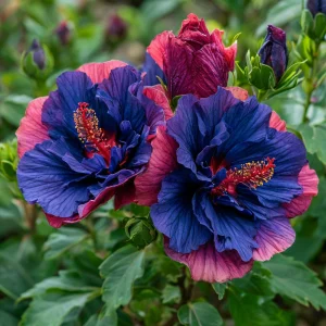 Гибискус Роуз Шайн купить по цене от 360р. в интернет-магазине «Посадика» с доставкой почтой в в Элистае и по всей России – [изображение №1].