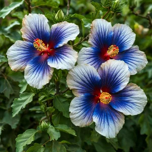 Гибискус Илюжн Вилью купить по цене от 259р. в интернет-магазине «Посадика» с доставкой почтой в в Элистае и по всей России – [изображение №1].