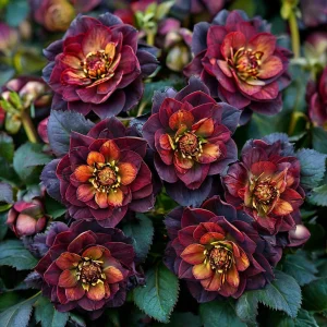 Морозник Сноу Дроп купить по цене от 348р. в интернет-магазине «Посадика» с доставкой почтой в в Элистае и по всей России – [изображение №1].