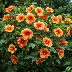 Гибискус Кристал Рэй купить по цене от 458р. в интернет-магазине «Посадика» с доставкой почтой в в Элистае и по всей России – [изображение №1].