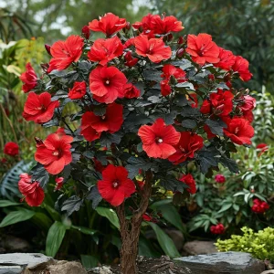 Гибискус Миднайт Роуз купить по цене от 269р. в интернет-магазине «Посадика» с доставкой почтой в в Элистае и по всей России – [изображение №1].