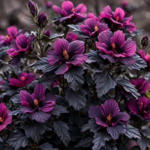 Гибискус Корал Чарм купить по цене от 271р. в интернет-магазине «Посадика» с доставкой почтой в в Элистае и по всей России – [изображение №1].