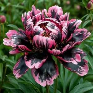 Пион Дроп Руби купить по цене от 469р. в интернет-магазине «Посадика» с доставкой почтой в в Элистае и по всей России – [изображение №1].