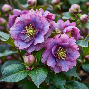 Морозник Айс Принцесс Чарм купить по цене от 650р. в интернет-магазине «Посадика» с доставкой почтой в в Элистае и по всей России – [изображение №1].