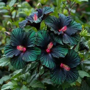 Гибискус Пикок Плюм купить по цене от 490р. в интернет-магазине «Посадика» с доставкой почтой в в Элистае и по всей России – [изображение №1].