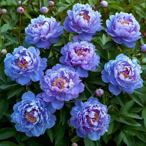 Пион Голубой лотос купить по цене от 590р. в интернет-магазине «Посадика» с доставкой почтой в в Элистае и по всей России – [изображение №1].