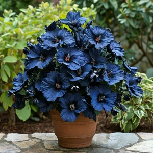 Гибискус Селестиал Флейм купить по цене от 326р. в интернет-магазине «Посадика» с доставкой почтой в в Элистае и по всей России – [изображение №1].