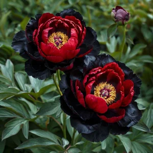 Пион Эбеновый Рубин купить по цене от 419р. в интернет-магазине «Посадика» с доставкой почтой в в Элистае и по всей России – [изображение №1].