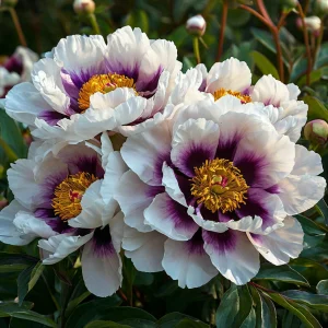 Пион Эко Саммер купить по цене от 548р. в интернет-магазине «Посадика» с доставкой почтой в в Элистае и по всей России – [изображение №1].