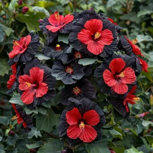 Гибискус Шиммеринг купить по цене от 720р. в интернет-магазине «Посадика» с доставкой почтой в в Элистае и по всей России – [изображение №1].