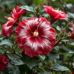 Гибискус Пурпл Мистик купить по цене от 360р. в интернет-магазине «Посадика» с доставкой почтой в в Элистае и по всей России – [изображение №1].