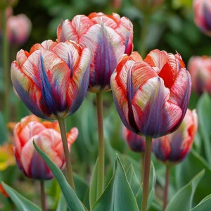 Тюльпан Эбисан Грэйс купить по цене от 217р. в интернет-магазине «Посадика» с доставкой почтой в в Элистае и по всей России – [изображение №1].