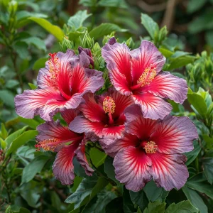 Гибискус Кримсон Флейм купить по цене от 479р. в интернет-магазине «Посадика» с доставкой почтой в в Элистае и по всей России – [изображение №1].