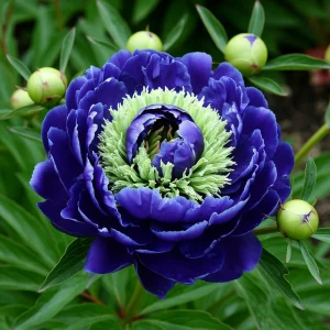 Пион Дримвивер купить по цене от 417р. в интернет-магазине «Посадика» с доставкой почтой в в Элистае и по всей России – [изображение №1].