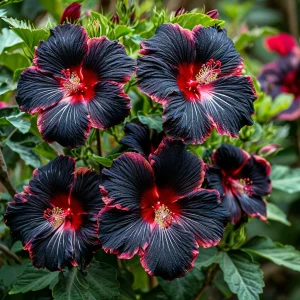 Гибискус садовый Файер Дэнсер купить по цене от 450р. в интернет-магазине «Посадика» с доставкой почтой в в Элистае и по всей России – [изображение №1].