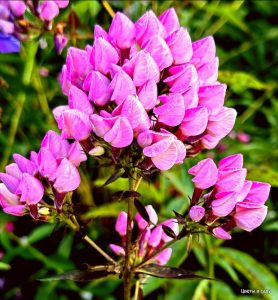 Флокс Бутоник купить по цене от 461р. в интернет-магазине «Посадика» с доставкой почтой в в Элистае и по всей России – [изображение №1].