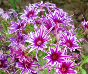 Флокс Звездное Кружево купить по цене от 361р. в интернет-магазине «Посадика» с доставкой почтой в в Элистае и по всей России – [изображение №1].